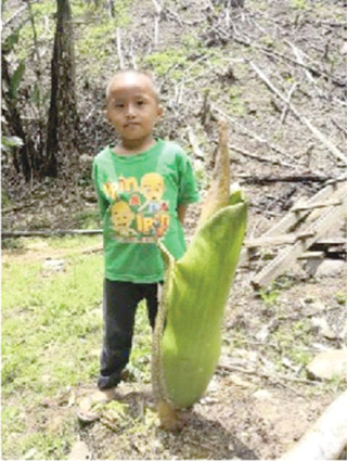 Rare plant with a rotten fish smell spotted in Tambunan